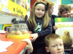 P2/3 Lifecycle of a Chicken