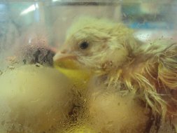 AT LAST!! CHICKS HAVE ARRIVED!